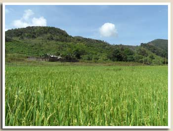 rizière au bord du lac